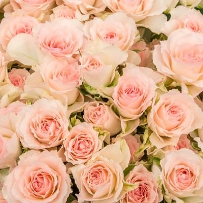 ピンク色の薔薇が密集したテクスチャーの写真