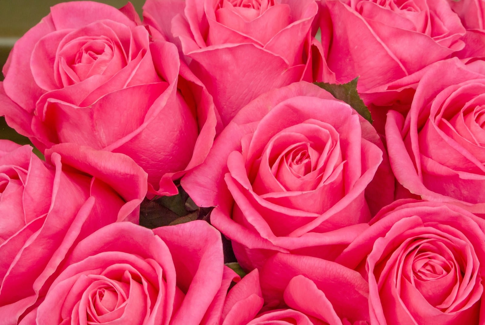 「ピンク色の薔薇のテクスチャ」の写真