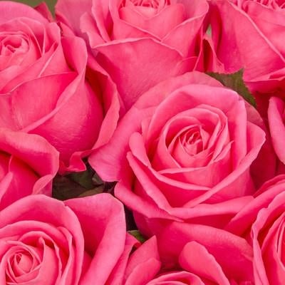 ピンク色の薔薇のテクスチャの写真