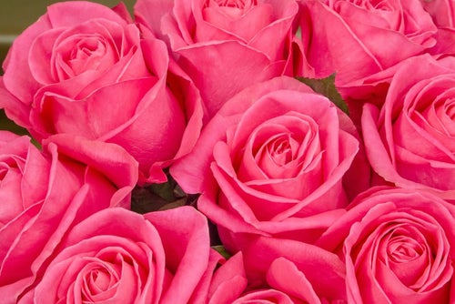 ピンク色の薔薇のテクスチャの写真