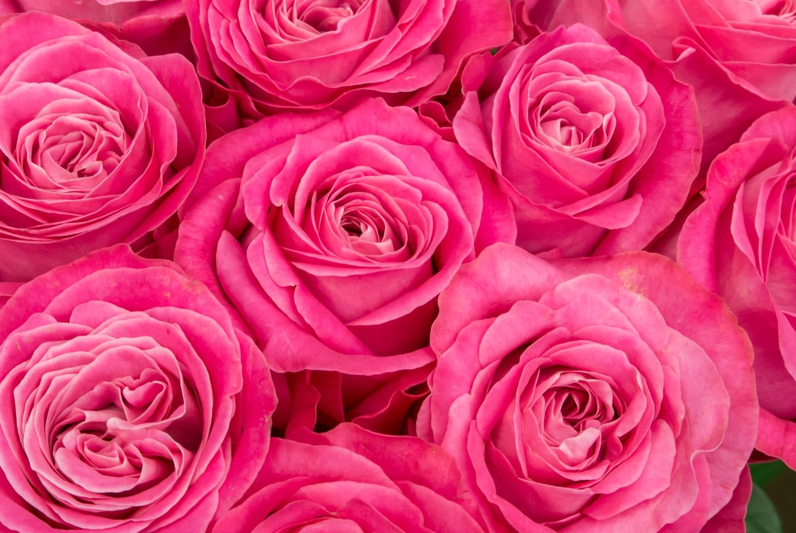 「ピンク色の薔薇の花」の写真