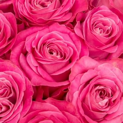 ピンク色の薔薇の花の写真