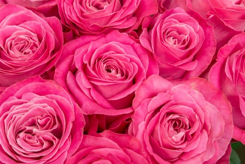 ピンク色の薔薇の花の写真