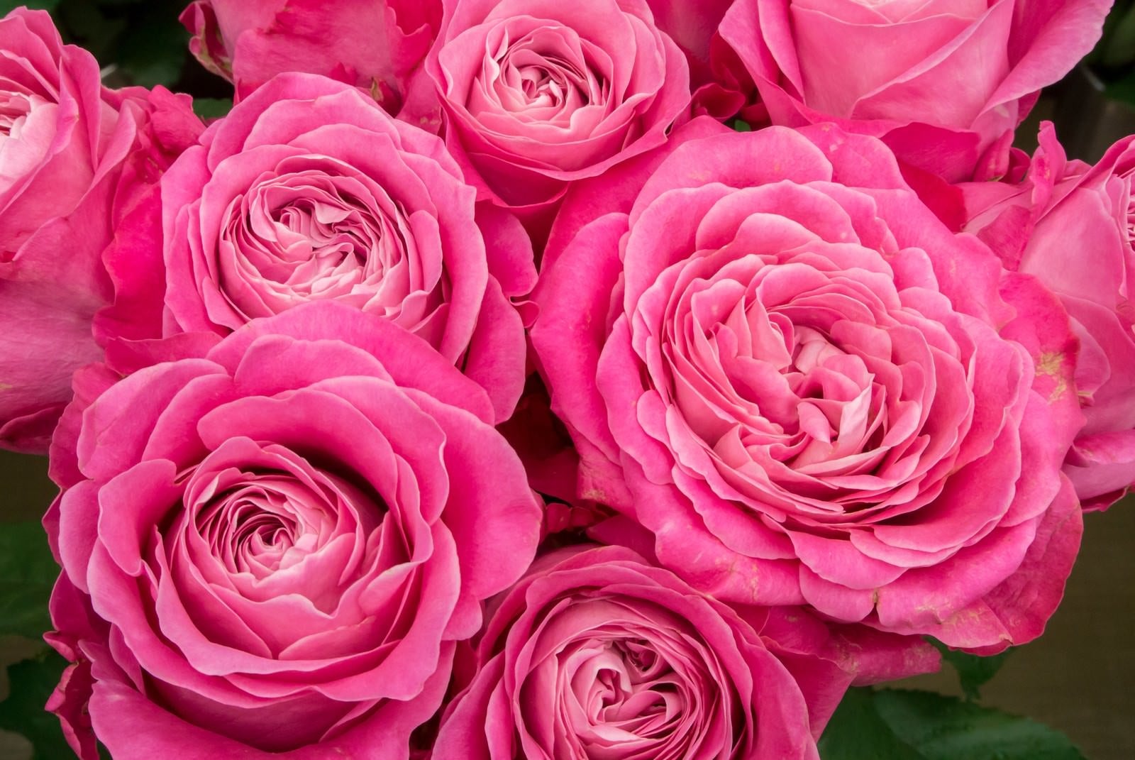 「ピンク色に咲いた薔薇の花」の写真