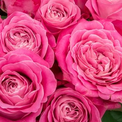 ピンク色に咲いた薔薇の花の写真