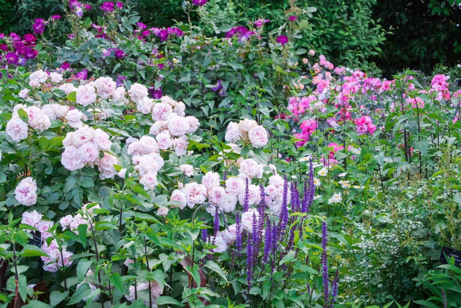 「バラの咲く庭」の写真