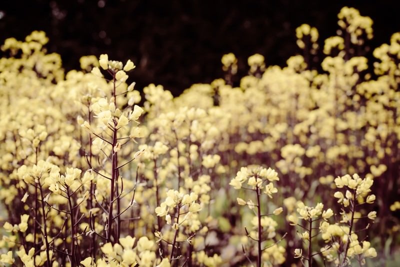 いつかの記憶にある花畑の写真
