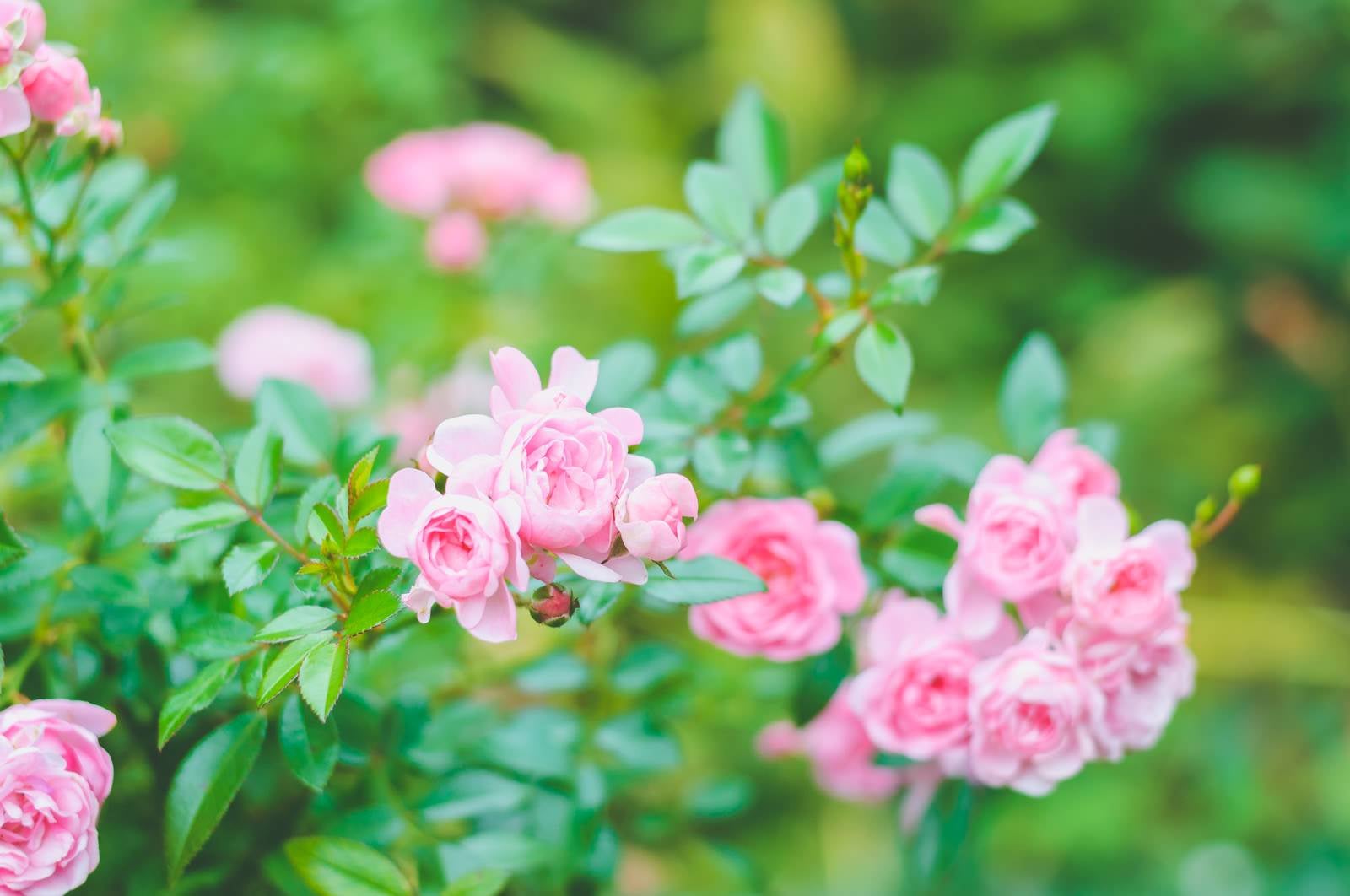 「鮮やかに咲くピンクのミニバラ」の写真