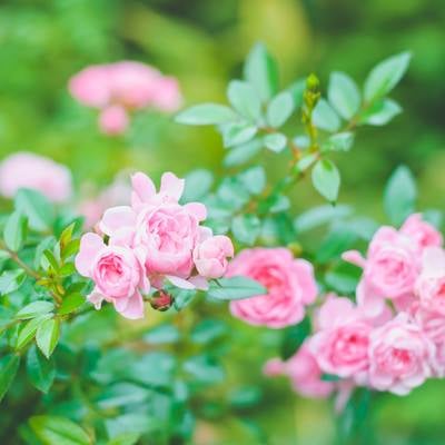 鮮やかに咲くピンクのミニバラの写真