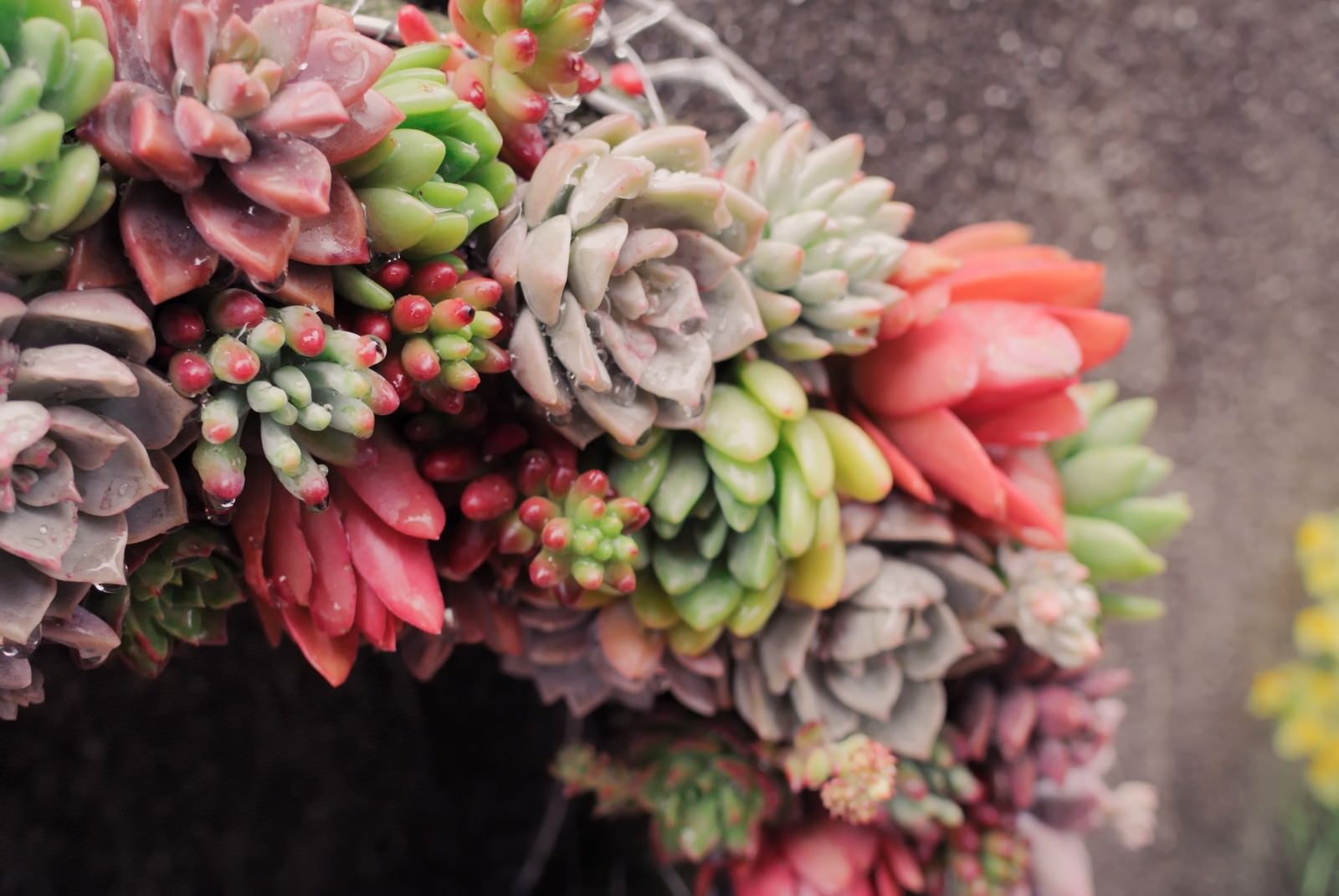 「色とりどりの多肉植物で作られたリース」の写真