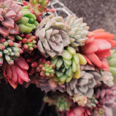 色とりどりの多肉植物で作られたリースの写真