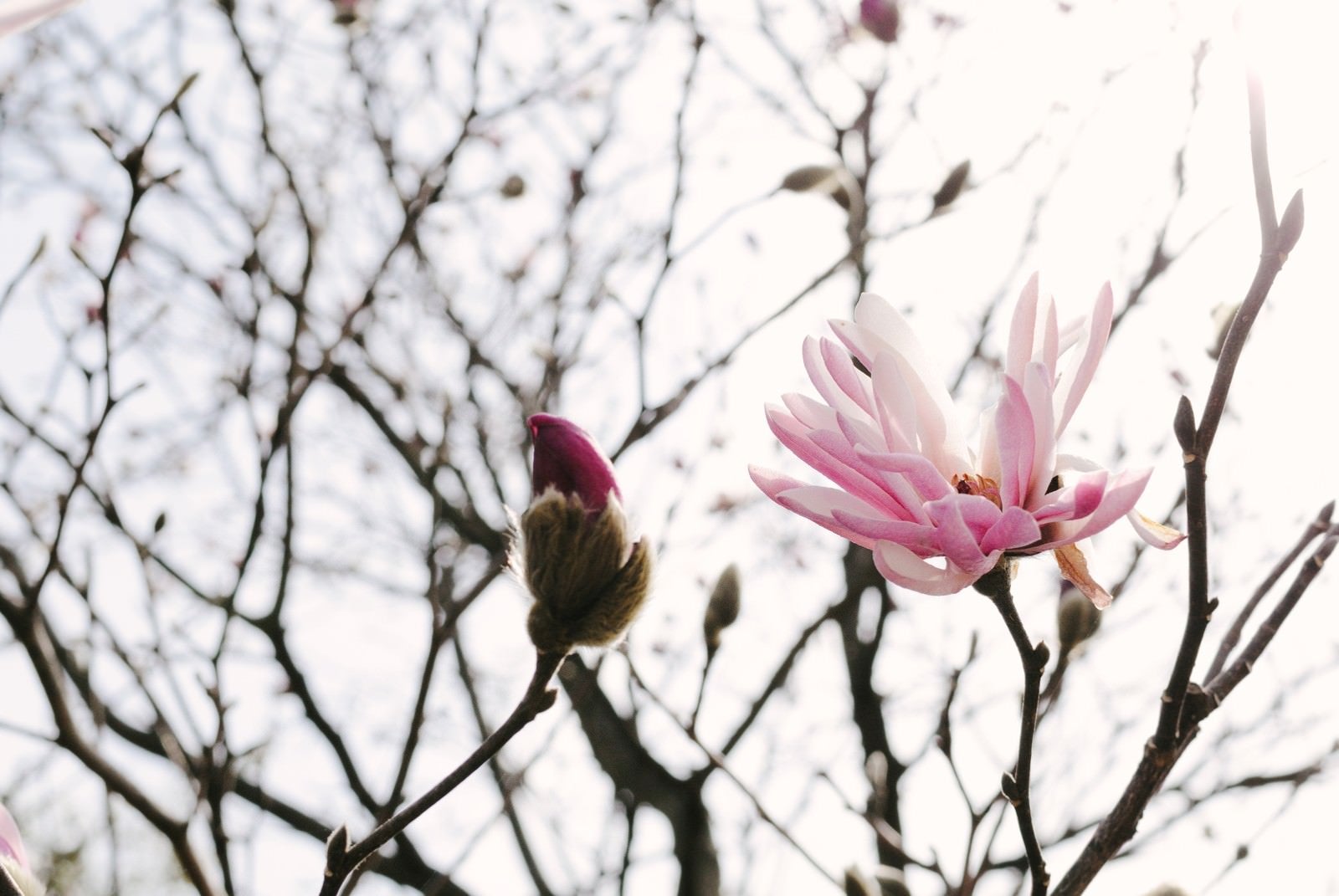 「春の光を浴びる崇高の花（マグノリア）」の写真