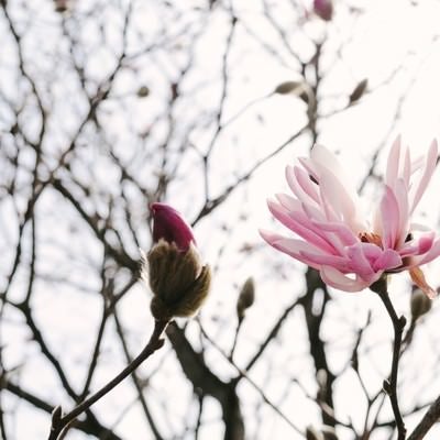 春の光を浴びる崇高の花（マグノリア）の写真