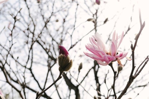春の光を浴びる崇高の花（マグノリア）の写真