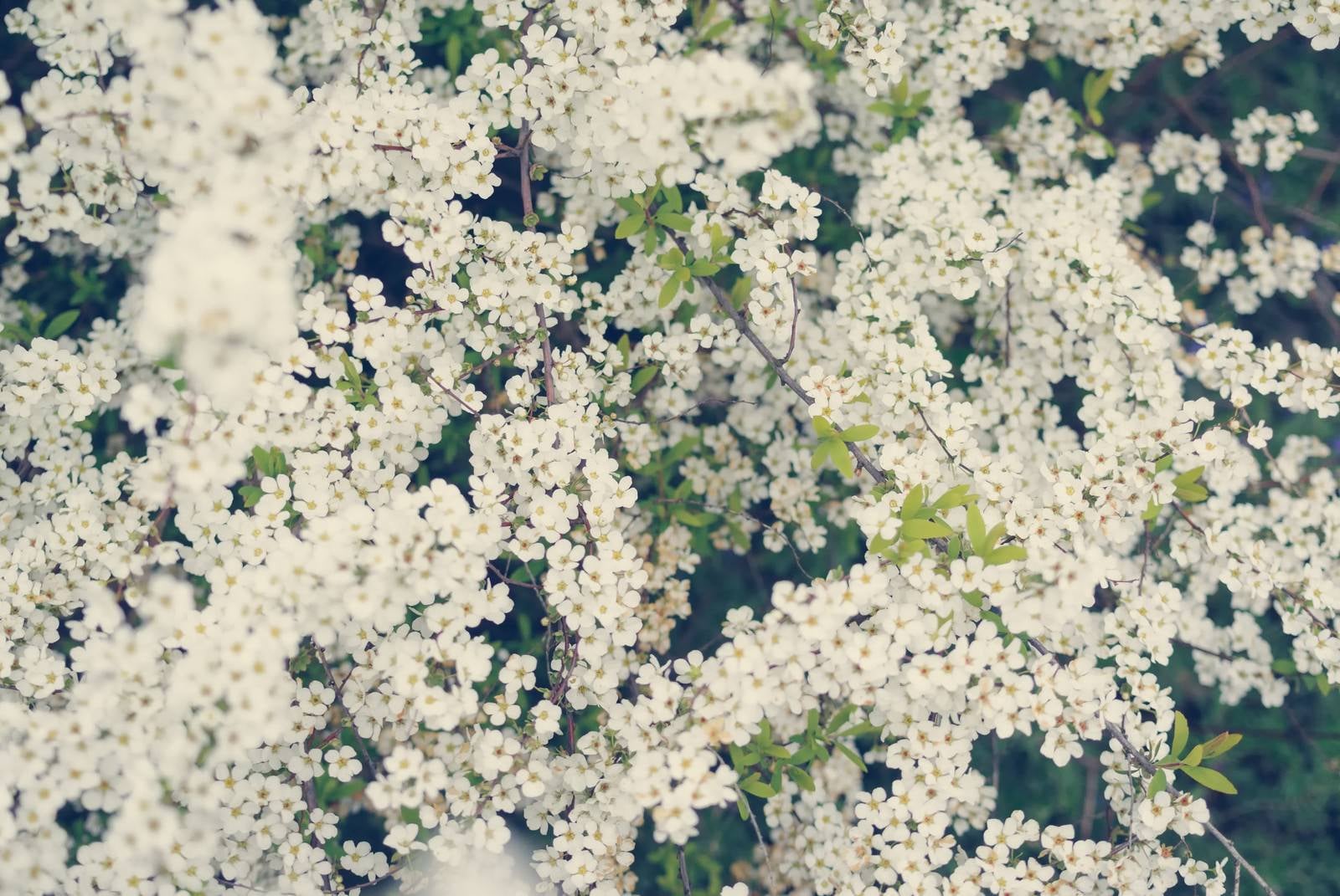 「静かに咲き誇る満開のユキヤナギ」の写真
