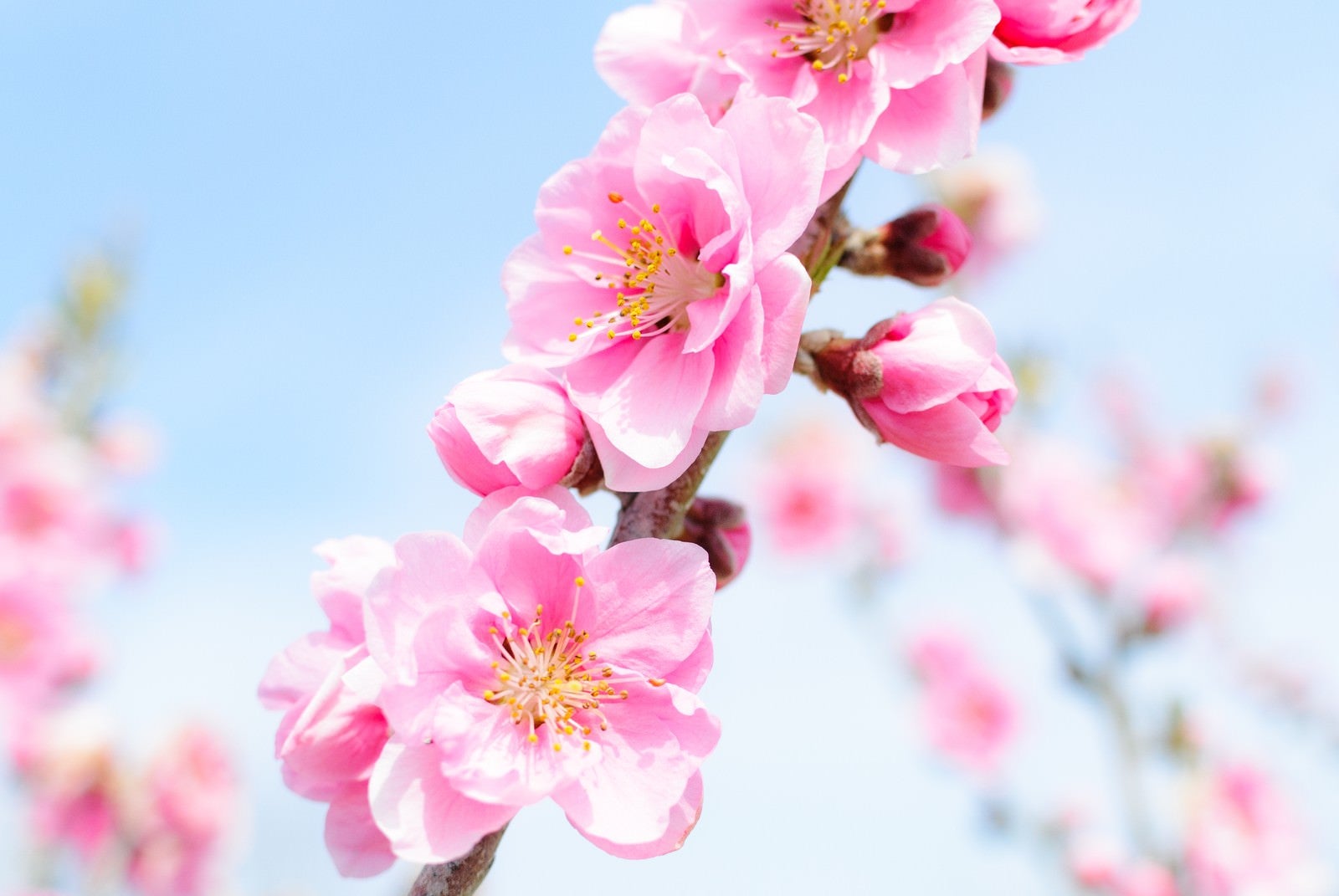 「青空に咲くハナモモ」の写真
