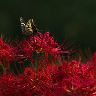 彼岸花と揚羽蝶の写真