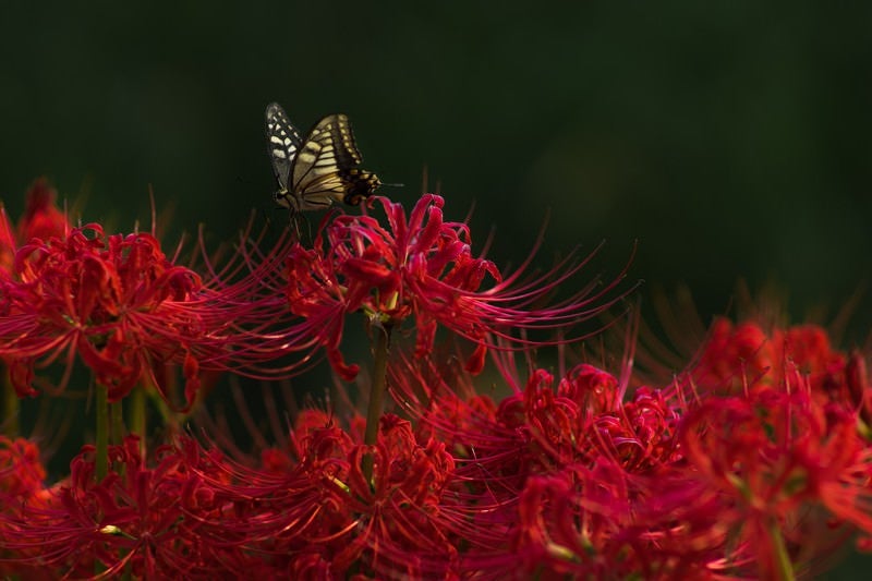 彼岸花と揚羽蝶の写真