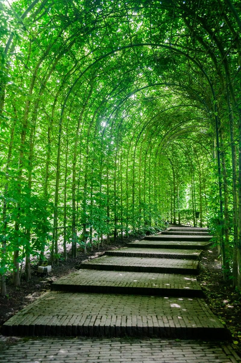 「緑のトンネル」の写真
