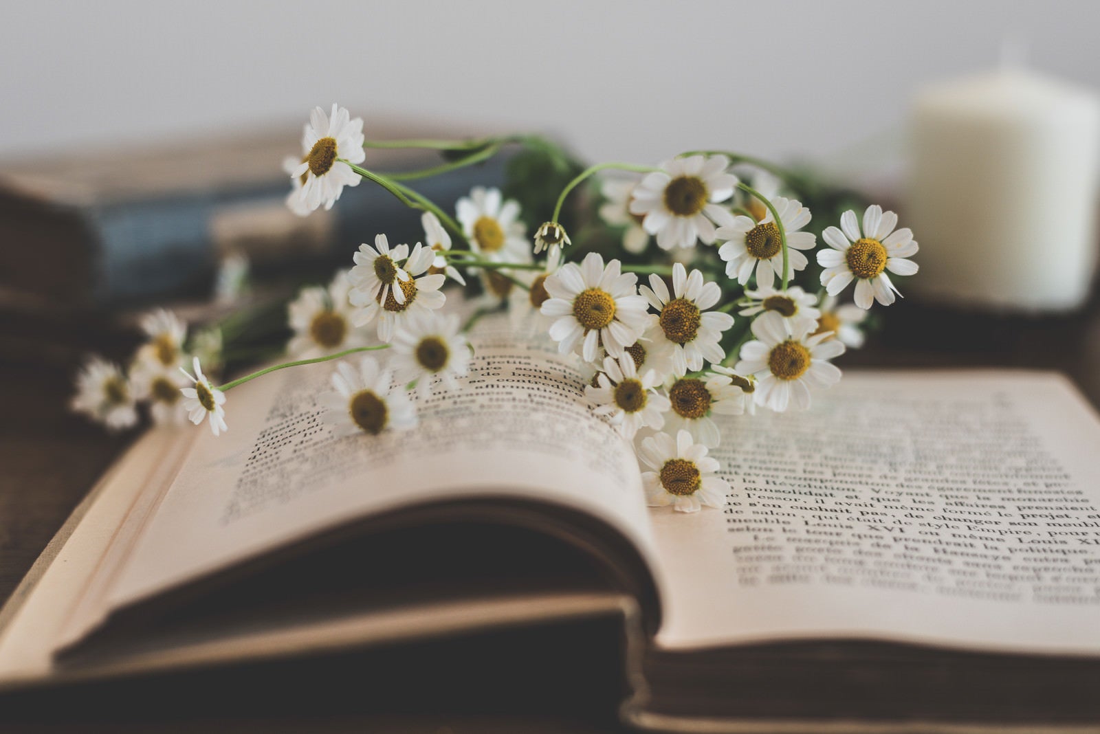 「読みかけの本の上に置かれた花」の写真