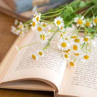 開いた洋書の上に置いたキク科の花の写真