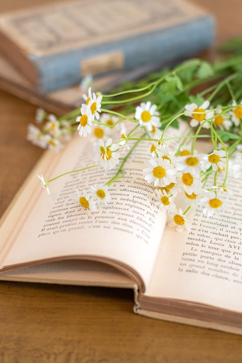 開いた洋書の上に置いたキク科の花の写真