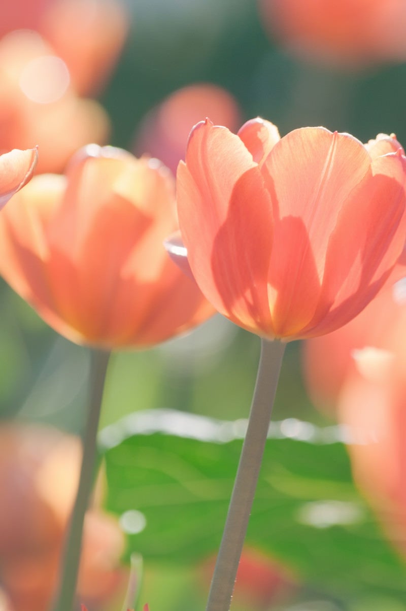 「透けたチューリップの花びら」の写真