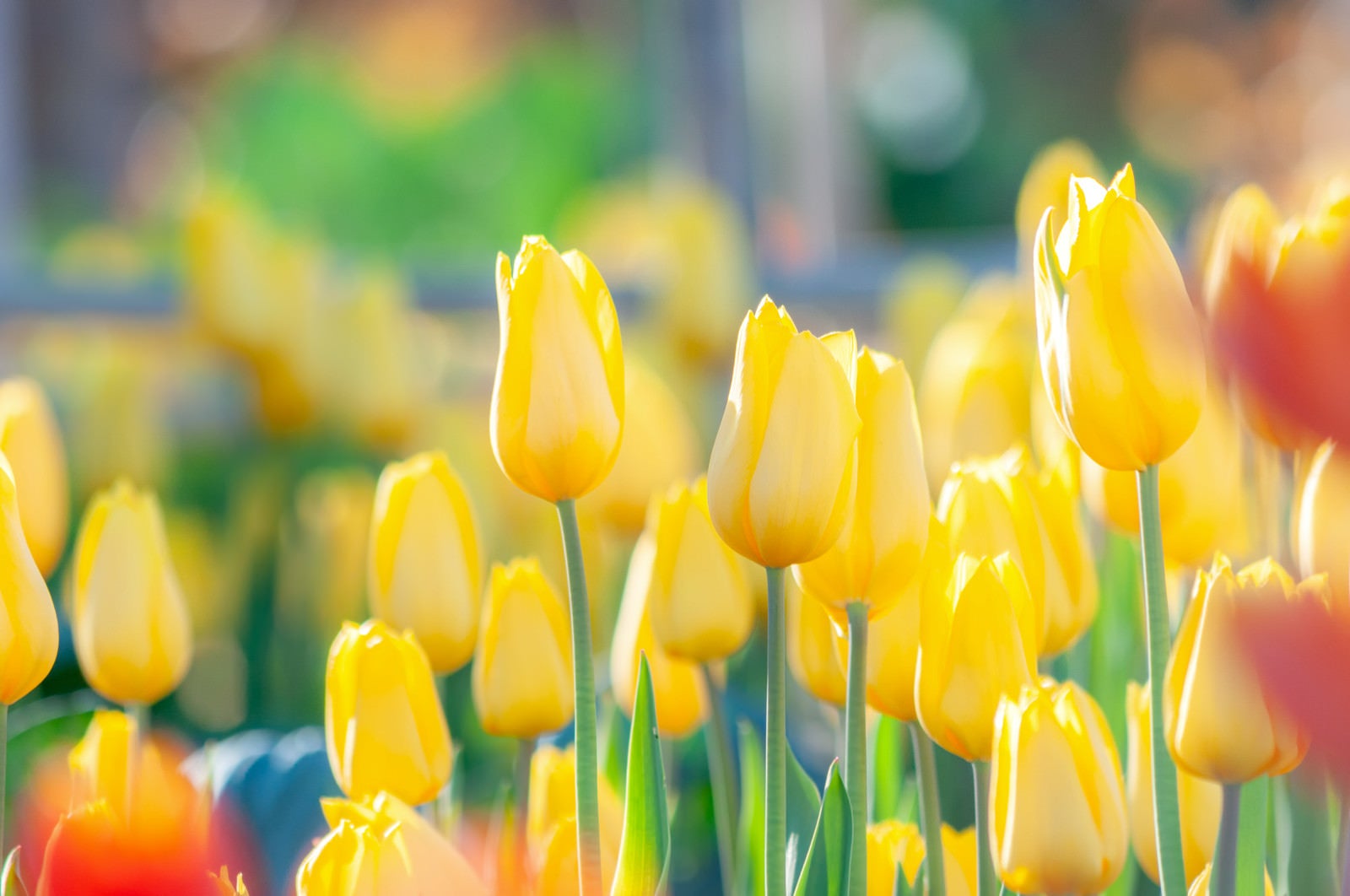 「花壇に咲いた黄色いチューリップ」の写真