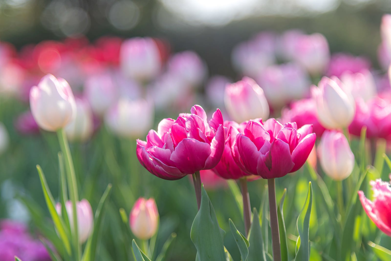 「鮮やかに花開くチューリップ」の写真