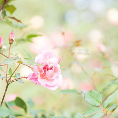 幻想的に咲く桃色のバラの写真