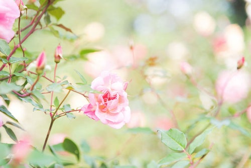 幻想的に咲く桃色のバラの写真