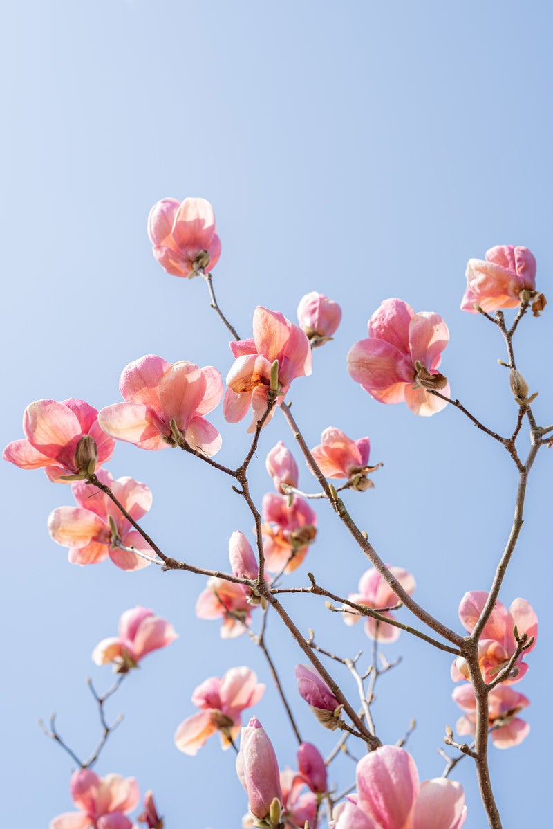 「青空に向かって花を広げるマグノリア」の写真