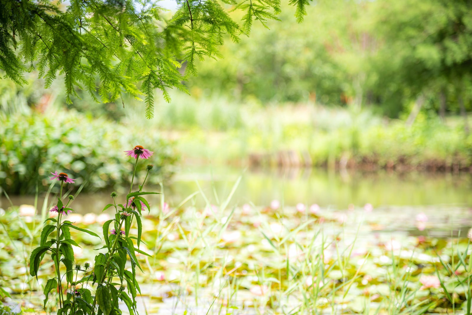 「池端の草花」の写真