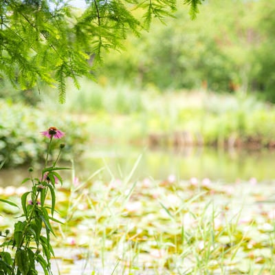 池端の草花の写真