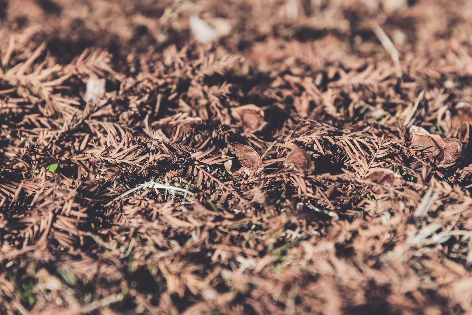 「地面に落ちた枯れ葉」の写真