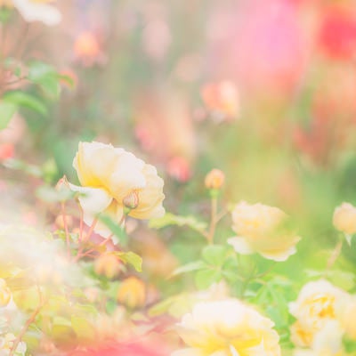 ソフトフォーカスで撮影した黄色いバラの花の写真