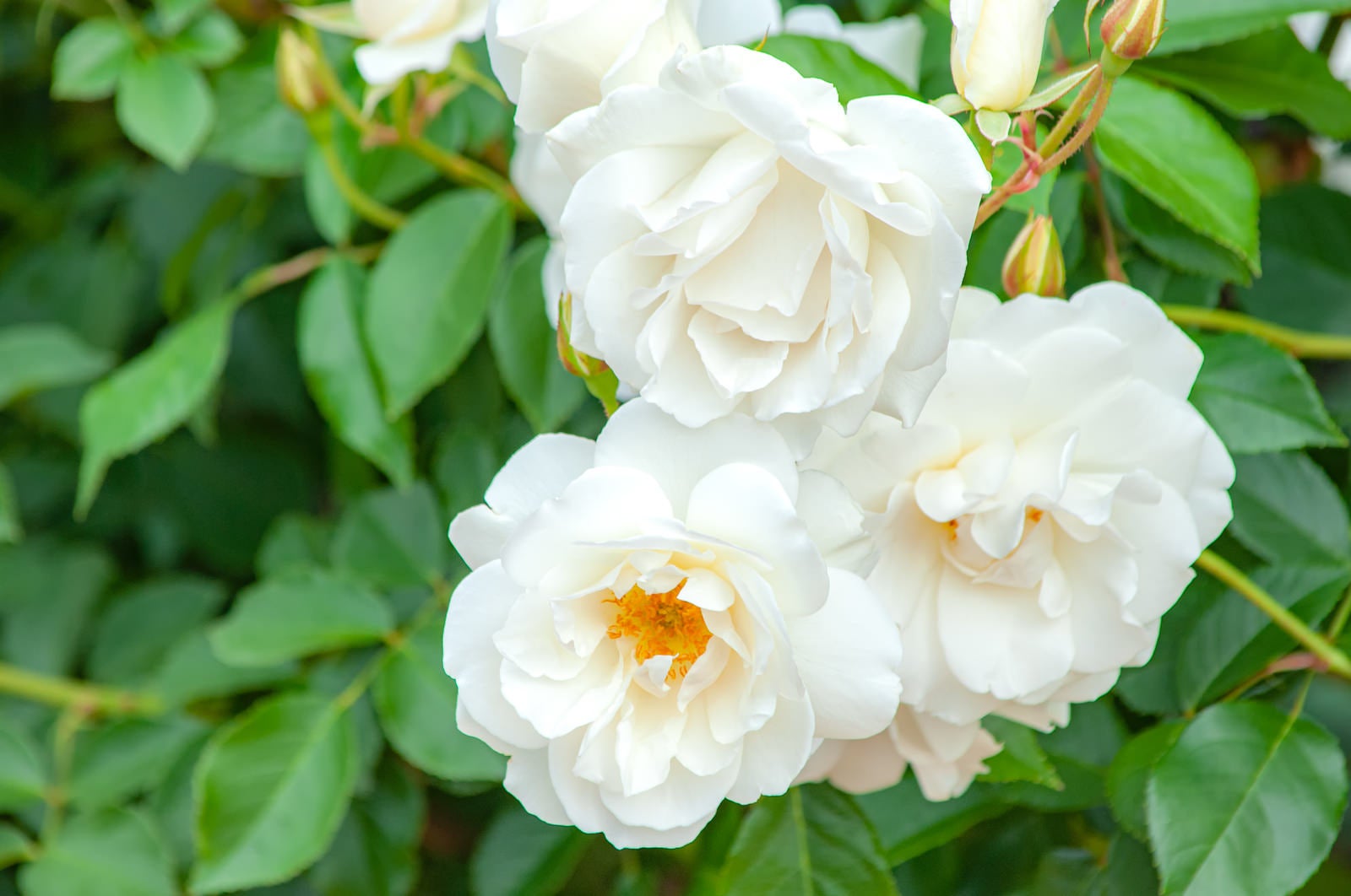 「ふんわりとした白いバラ」の写真
