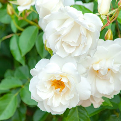 ふんわりとした白いバラの写真