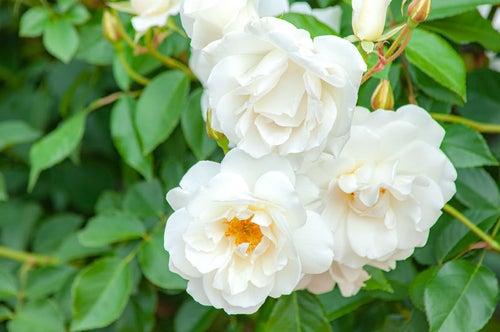 ふんわりとした白いバラの写真