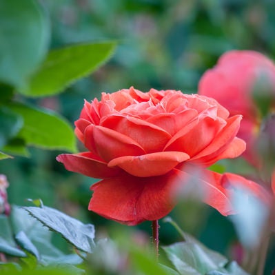 大きく花開く薔薇の写真