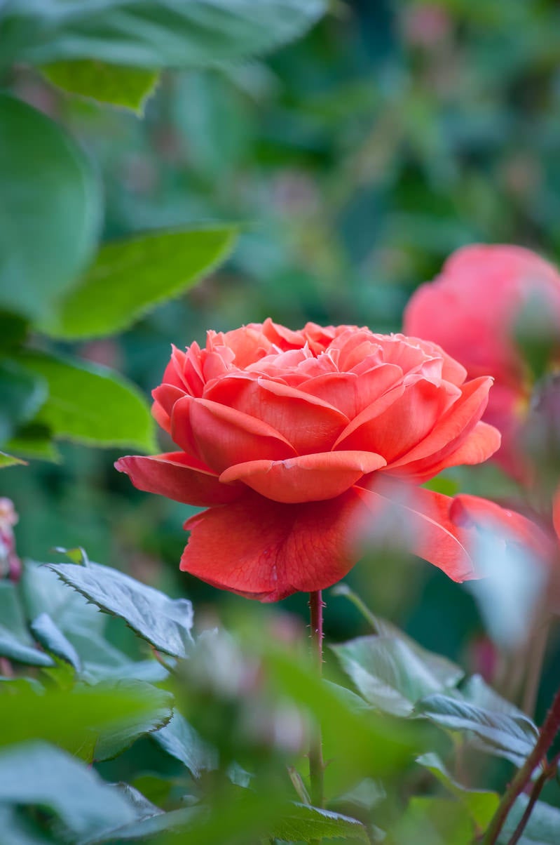 「大きく花開く薔薇」の写真