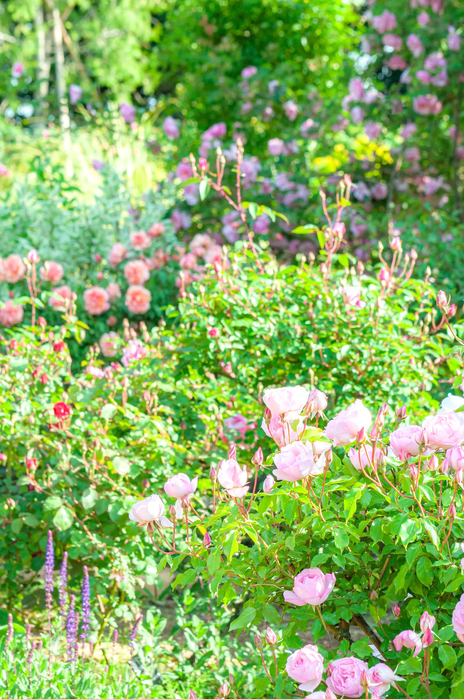 バラ園の風景 バラ園の風景の無料の写真素材 - ID.79283｜フリー素材 ぱくたそ