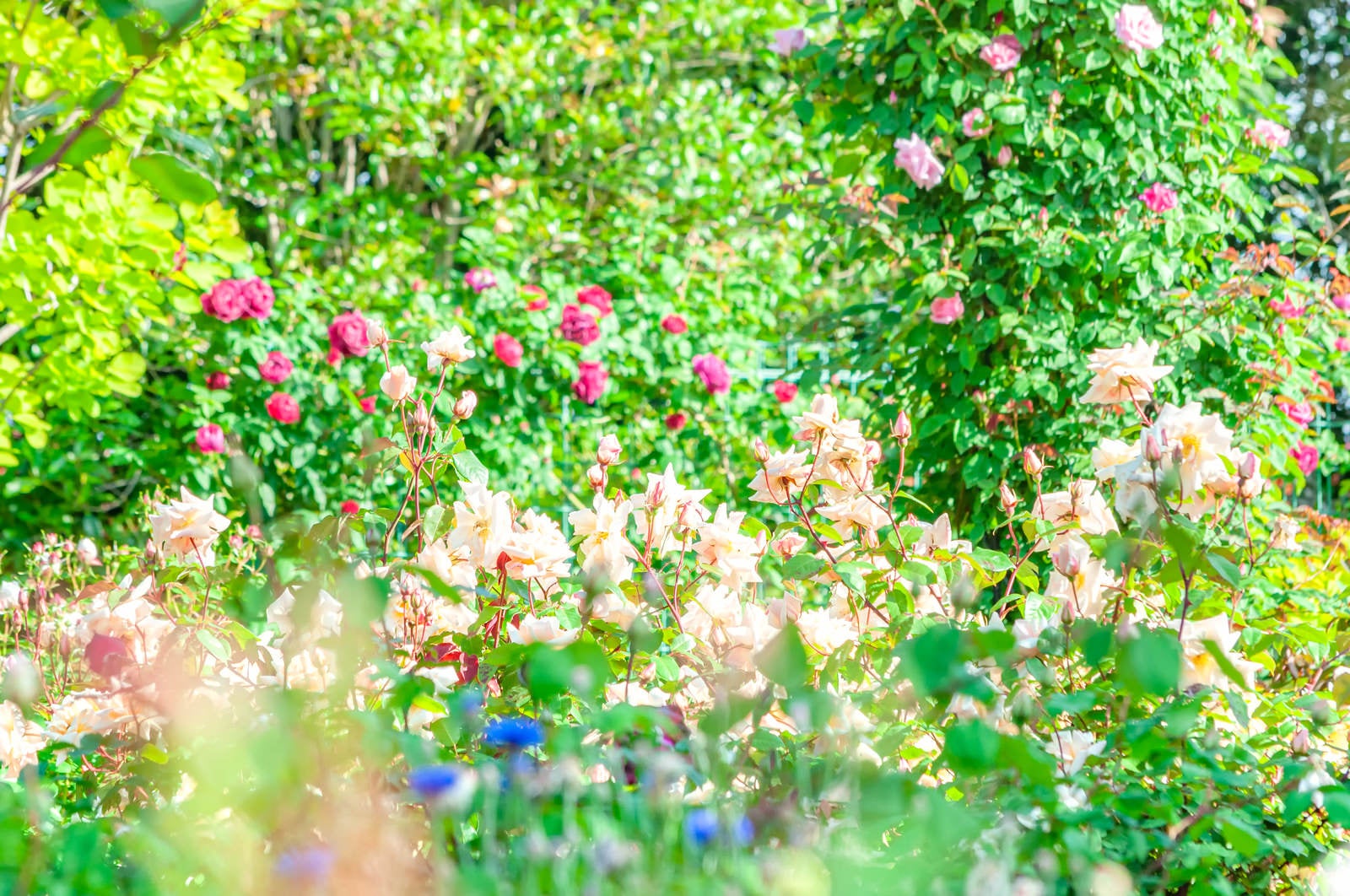 「バラ園に咲く花」の写真