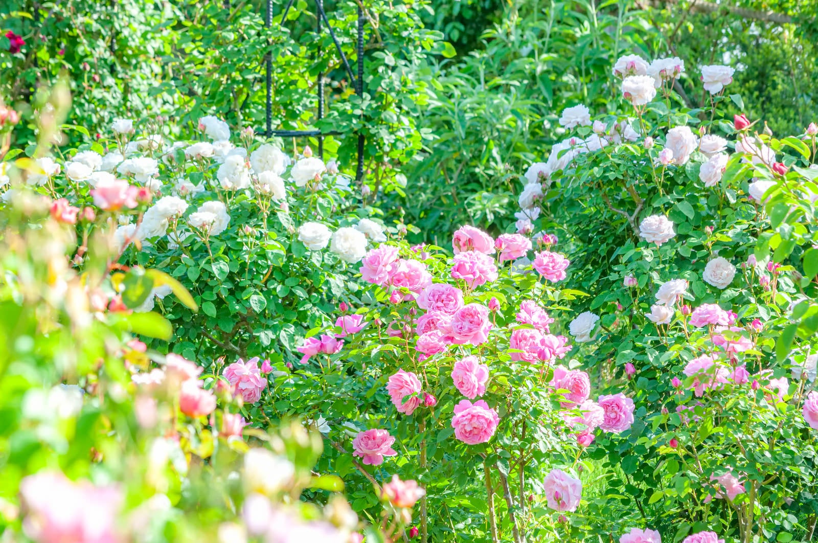 「バラ園の多色の薔薇」の写真