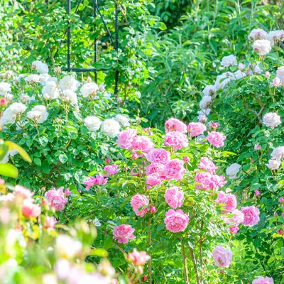 バラ園の多色の薔薇の写真