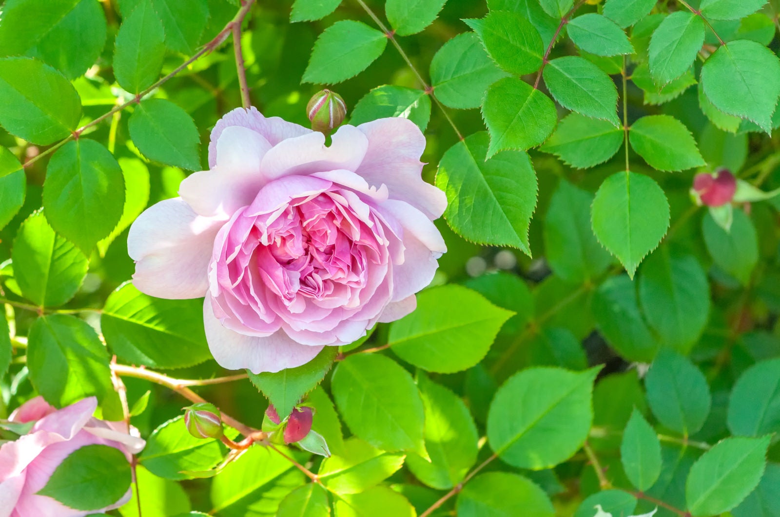 「日陰に咲くピンクの薔薇」の写真