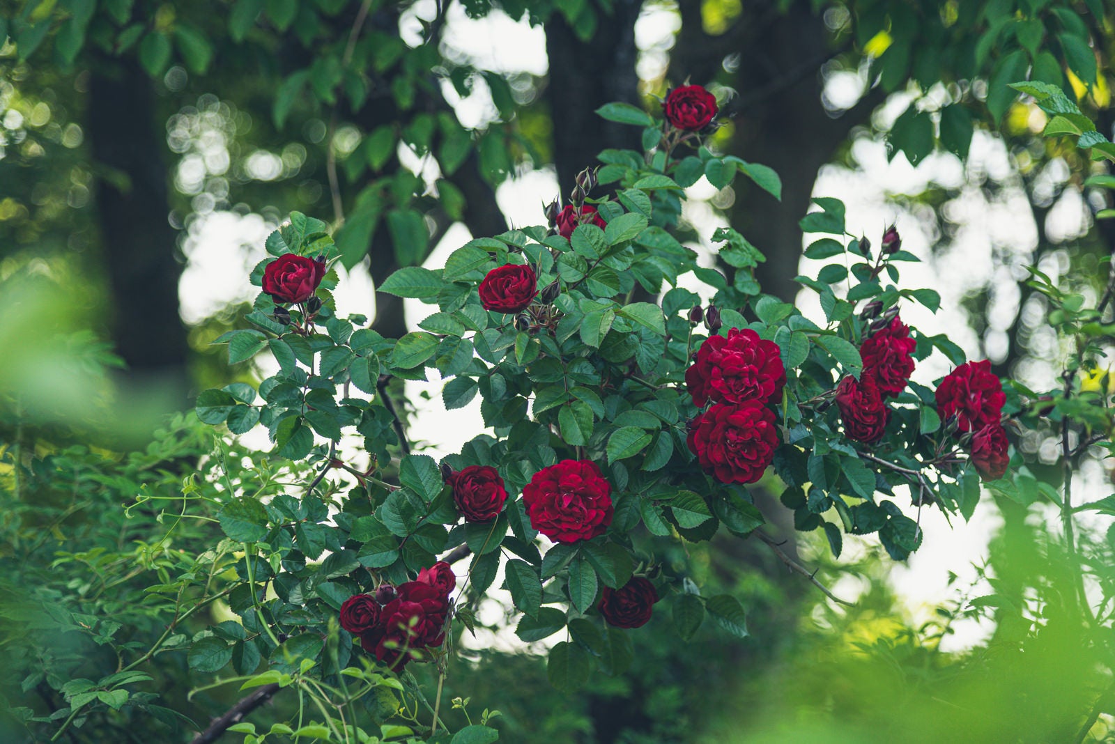 「木陰に咲く赤いバラ」の写真