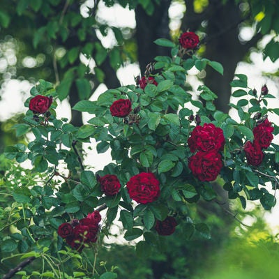 木陰に咲く赤いバラの写真