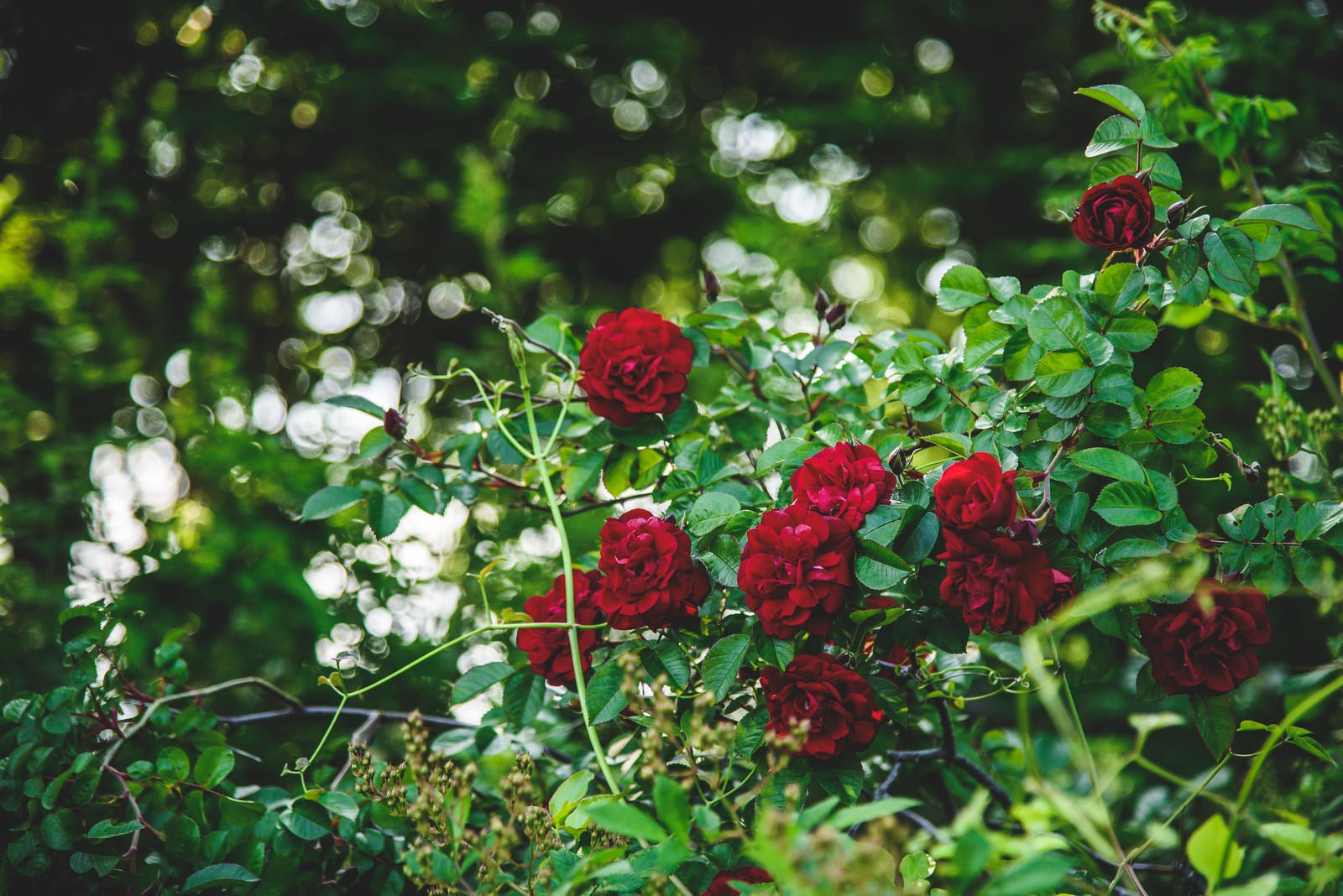 「森の奥にひっそりと咲く赤いバラ」の写真