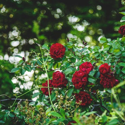 森の奥にひっそりと咲く赤いバラの写真